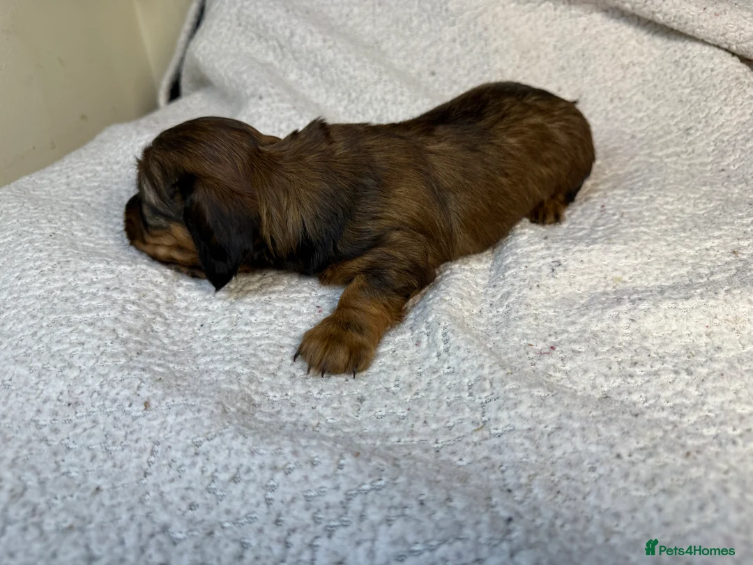 Miniature Dachshund dogs for sale: Long Haired Miniature Dachshund  - Advert 4