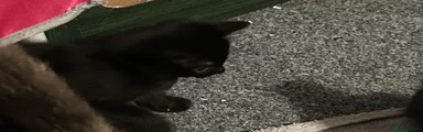 British Shorthair Kitten 2