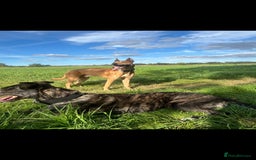 Lurcher dogs for sale: 2 male lurcher pups  - Image 2