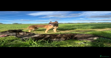 Lurcher dogs - Advert 2
