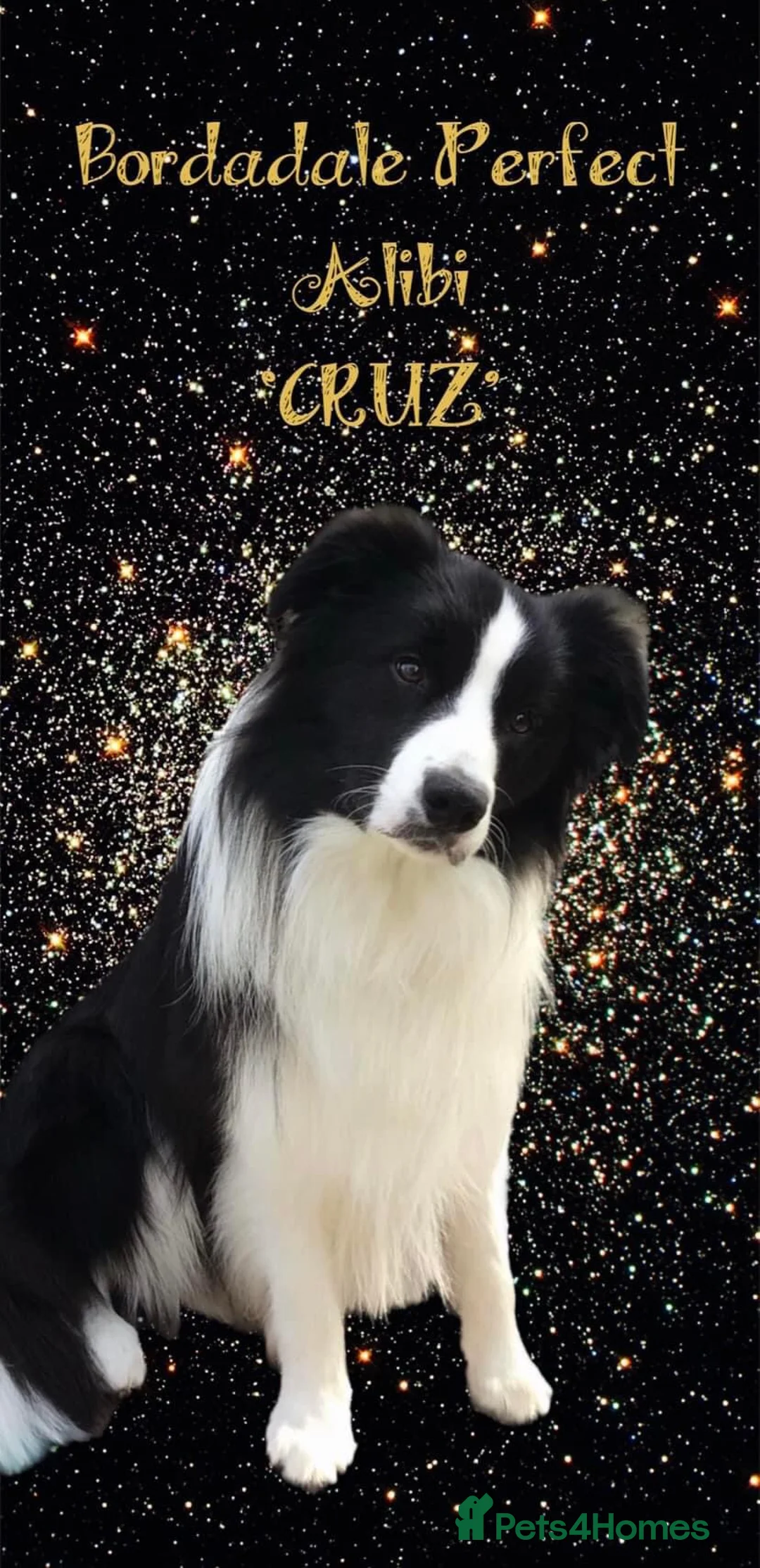 Border Collie dogs for stud: For stud. KC reg and proven.  in Brierley Hill - Advert 3