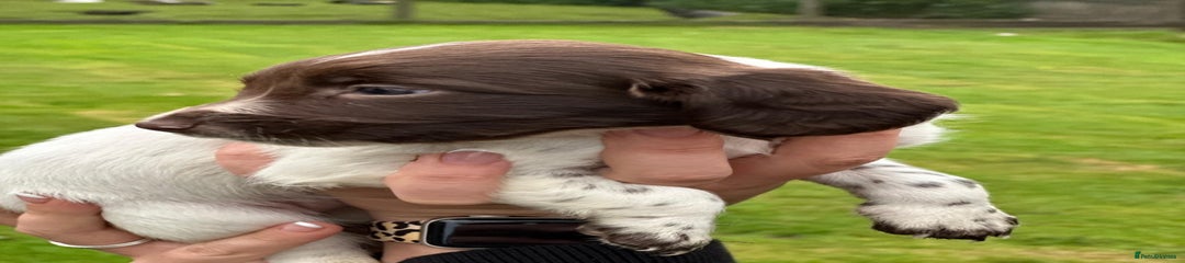 English Springer Spaniel Puppy 10