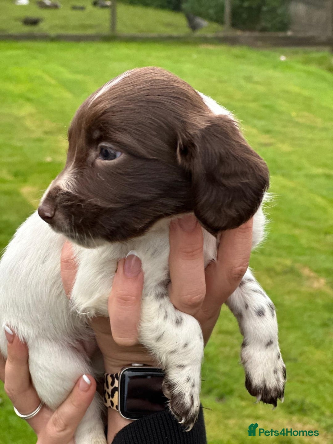 English Springer Spaniel dogs for sale: 2025 FTCH ROSEBAY BLUE,WELL MARKED LITTER ESS PUPS - Image 24