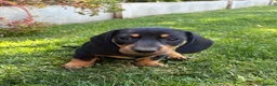 Miniature Dachshund dogs for sale: Miniature smooth haired dachshunds - Advert 1
