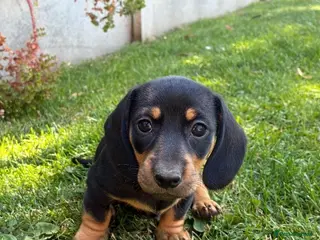 Miniature Dachshund dogs Last boy & girl, READY NOW - Mini Dachshunds - Advert 1