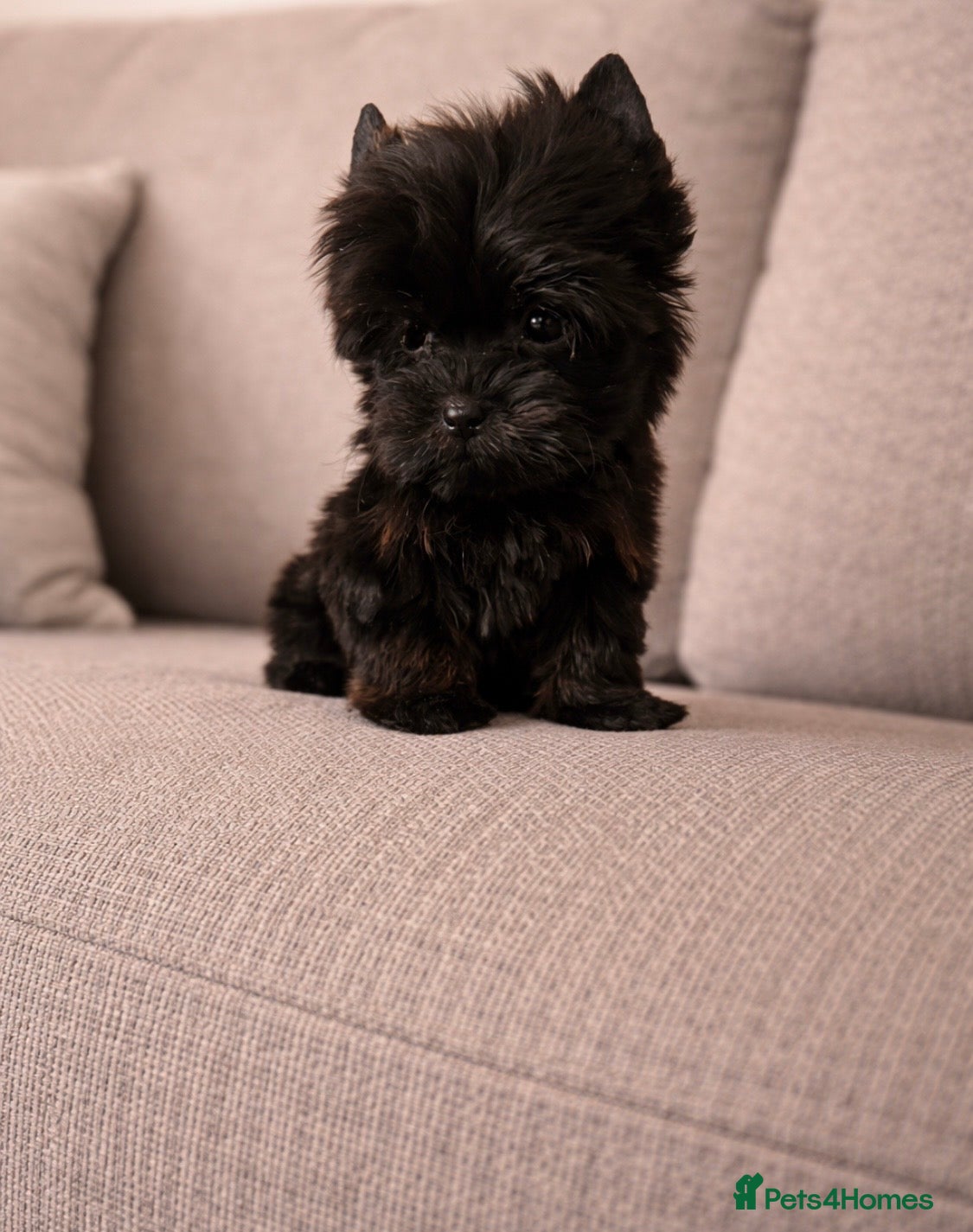 Yorkshire Terrier dogs 🎀 Tiny Little Mini Yorkshire Terrier Girls 🎀 - Advert 10