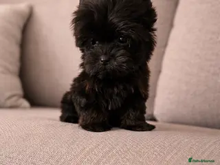 Yorkshire Terrier dogs 🎀 Tiny Little Mini Yorkshire Terrier Girls 🎀 - Advert 10