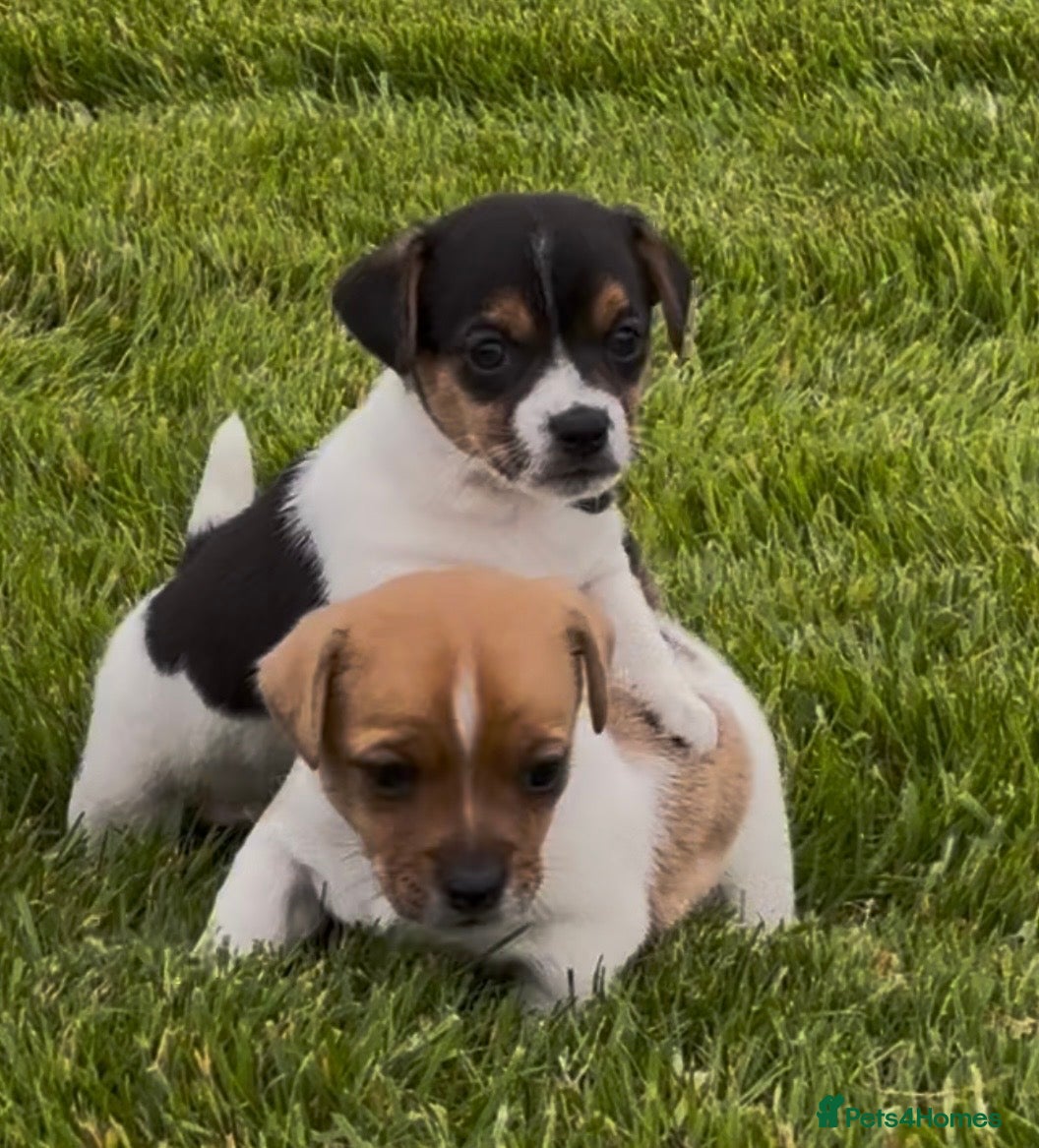 Jack Russell dogs for sale: Minature Jack Russell pups  in Enniskillen - Advert 6