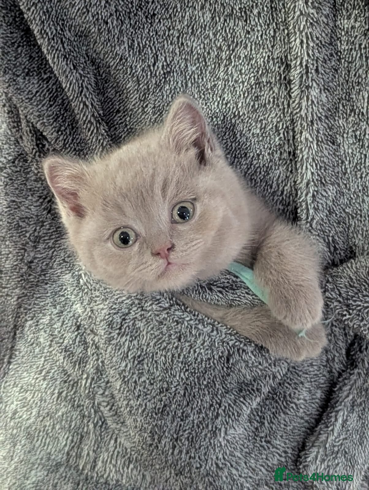 British Shorthair cats Beautiful Pure Breed ✨ British Shorthair Kittens ⭐ - Advert 1