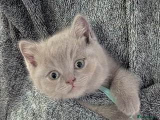 British Shorthair cats Beautiful Pure Breed ✨ British Shorthair Kittens ⭐ - Advert 3