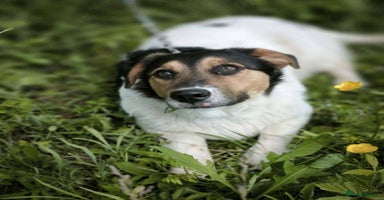 Mixed Breed dogs - Advert 12