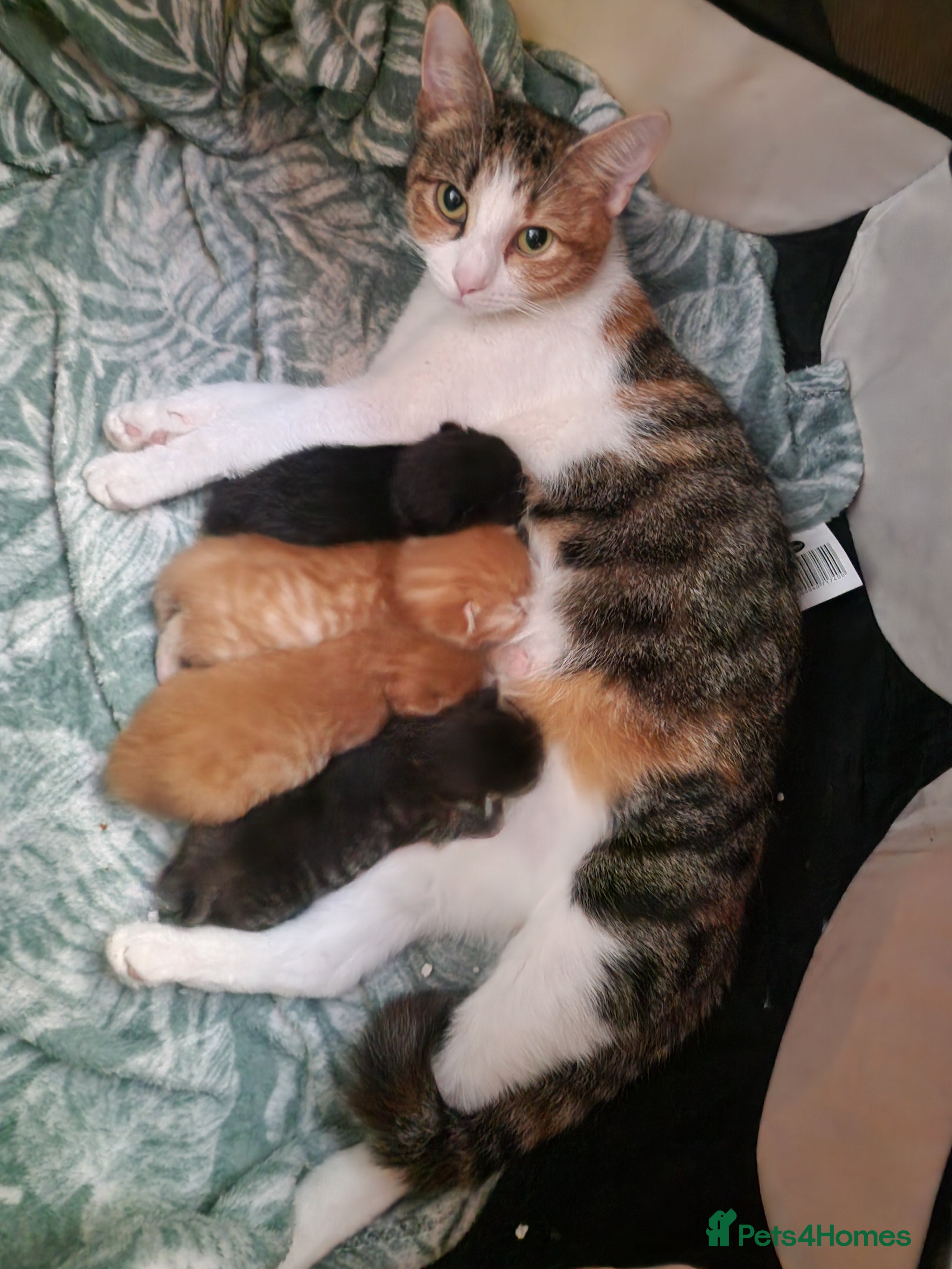 British Longhair cats 4 Adorable kittens for sale  - Advert 2