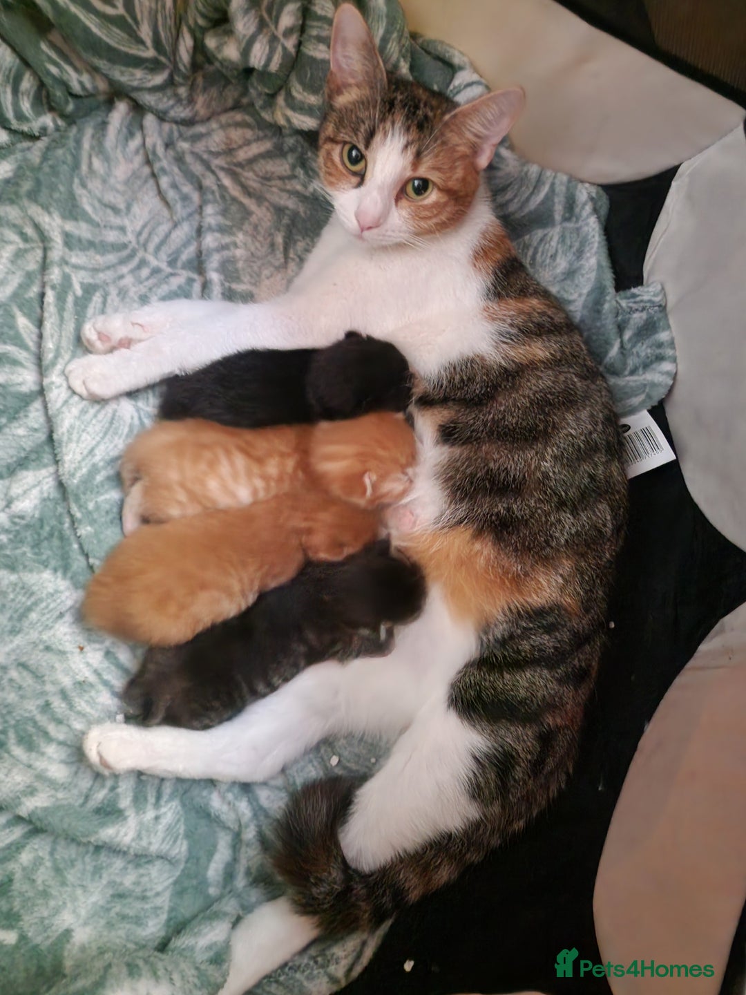 British Longhair cats for sale: 4 Adorable kittens for sale  - Advert 1