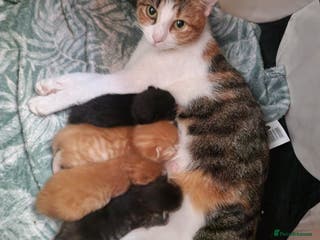 British Longhair cats 4 Adorable kittens for sale - Advert 6