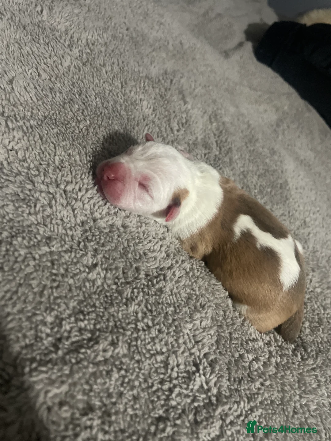 Mixed Breed dogs for sale: American bully X American bulldog puppies  - Advert 15