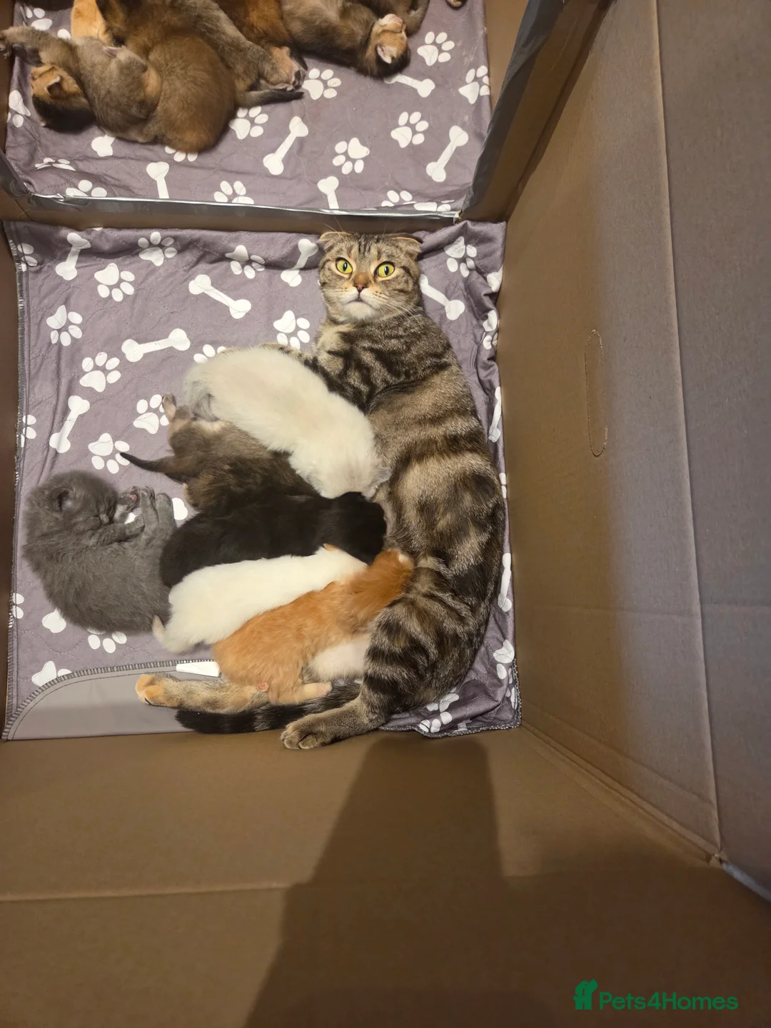 Scottish Fold cats for sale: Scottish Folds - Advert 2