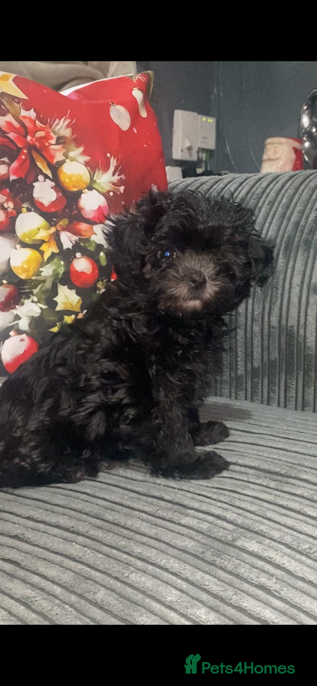 Maltipoo dogs for sale: Rare micro toy teddyface Korean/Asian maltipoos😍 - Advert 7