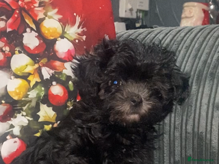 Maltipoo dogs Tiny F1 dollface Korean/Asian maltipoos😍 - Advert 5
