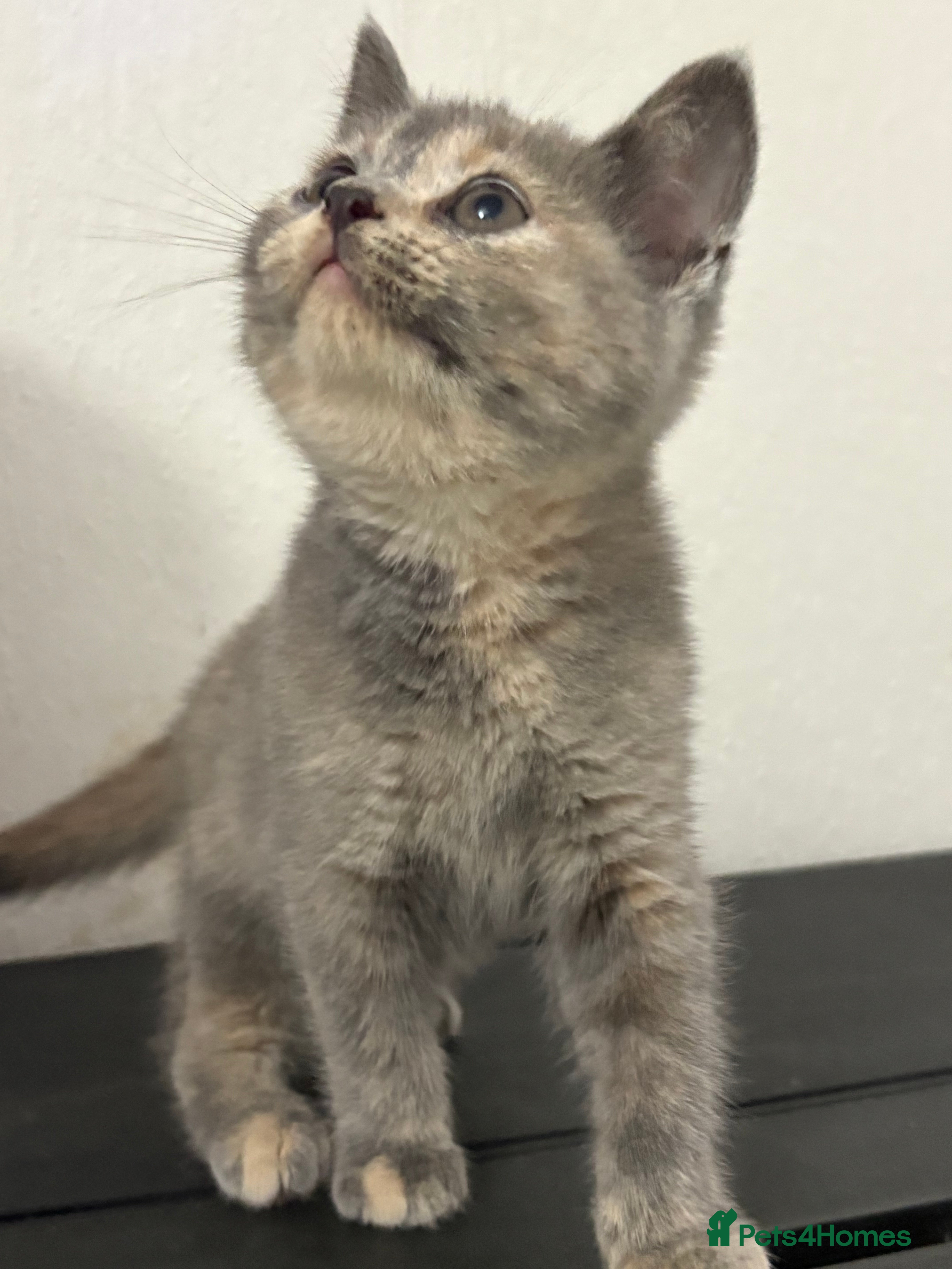 British Shorthair cats British shorthair kittens  - Advert 10