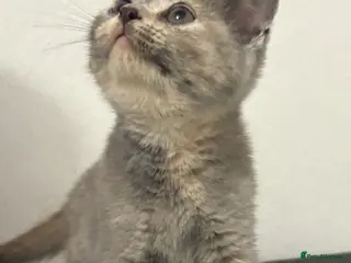 British Shorthair cats British shorthair kittens - Advert 10