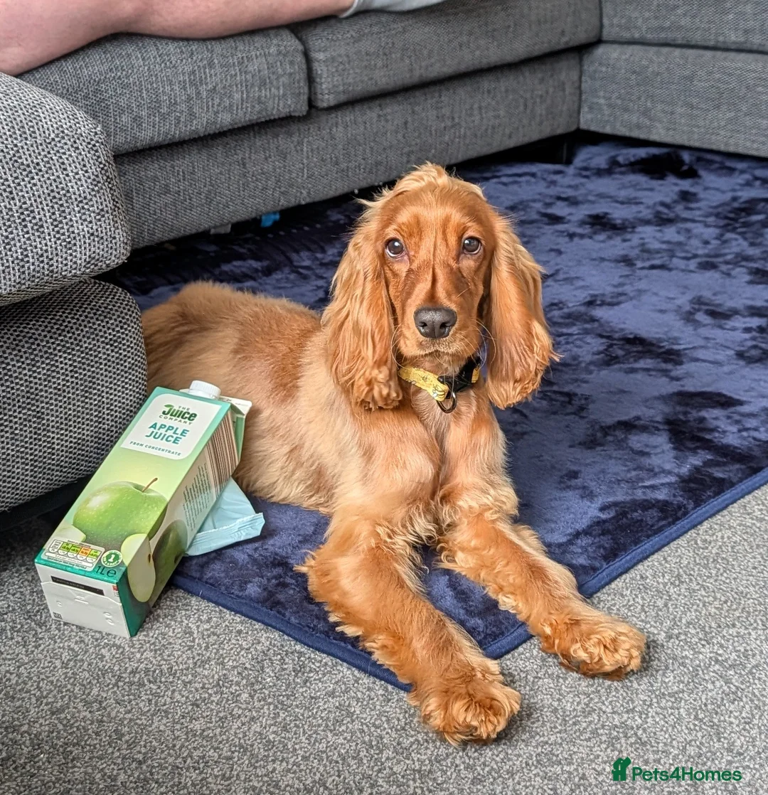 Cocker Spaniel dogs for sale: Show Cocker - Advert 4