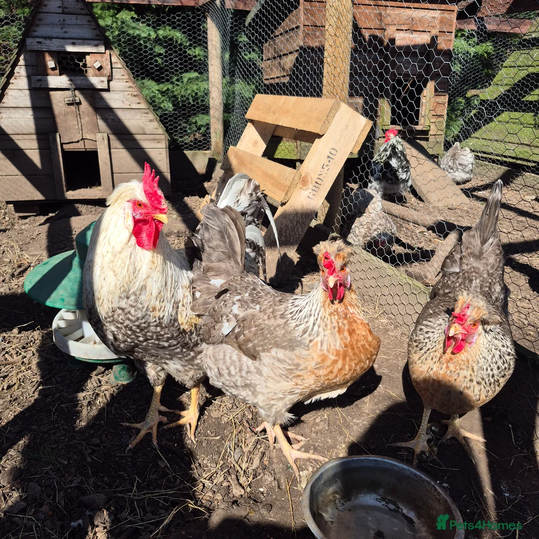 Chickens poultry for sale: Pure Breed Rainbow Hatching Eggs  in Barnard Castle - Advert 4