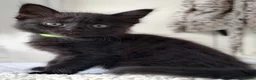 Mixed Breed cats for sale: Kittens in North Walsham - Advert 13