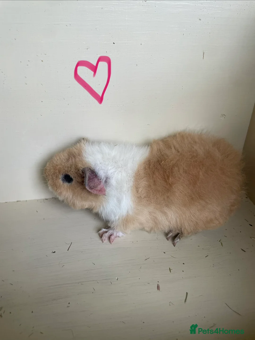 Guinea Pig rodents for sale: Pure bred baby Teddy Guinea Pigs - Advert 7