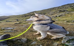 Siberian Husky dogs for sale: Siberian Huskies, female&male, male KC Registered - Image 5