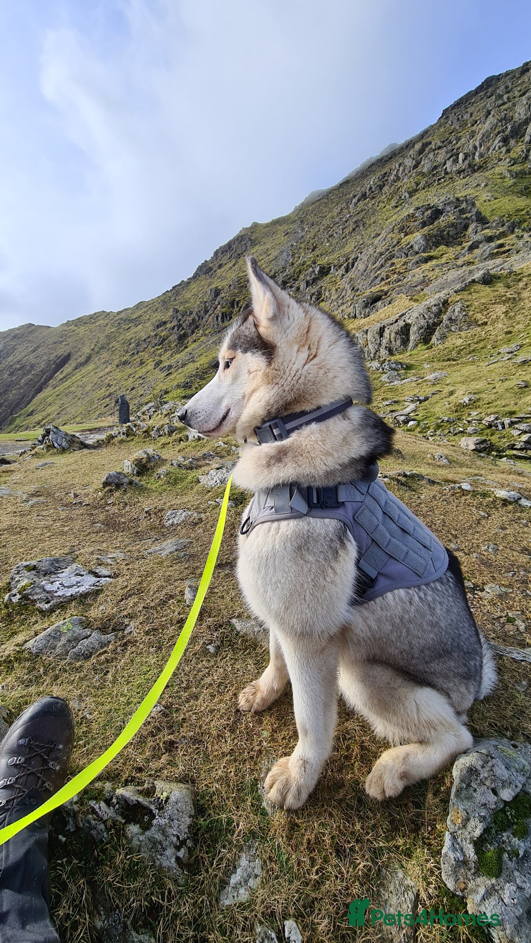 Siberian Husky dogs for sale: Siberian Huskies, female&male, male KC Registered - Image 5