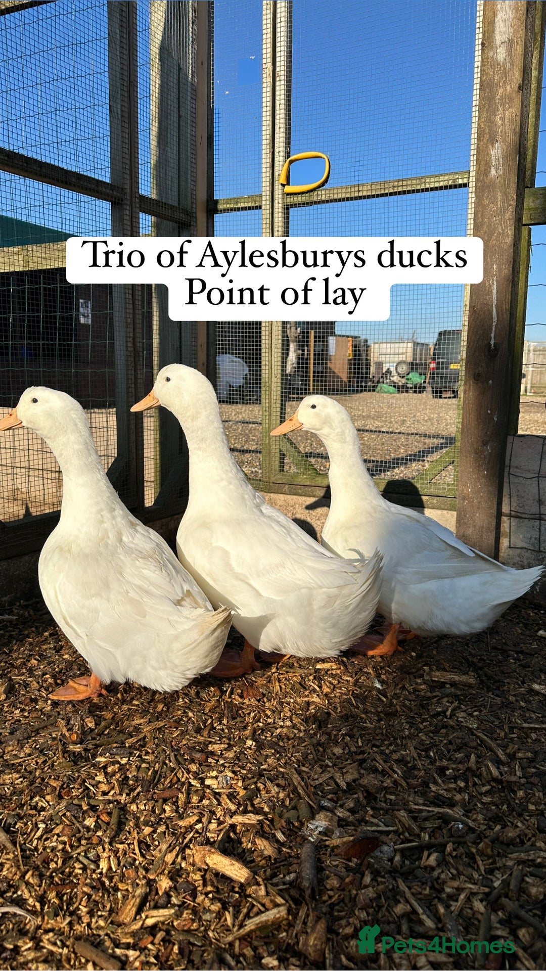 Ducks poultry for sale: Aylesbury duck hatching eggs  - Image 6