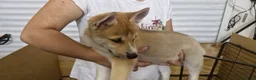 Siberian Husky dogs for sale: 5 Boys & 2 Girls Siberian Huskies – b. 21/5/26 - Advert 19