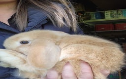 Mini Lop rabbits for sale: Mini Lop blonde male bunny  - Image 3