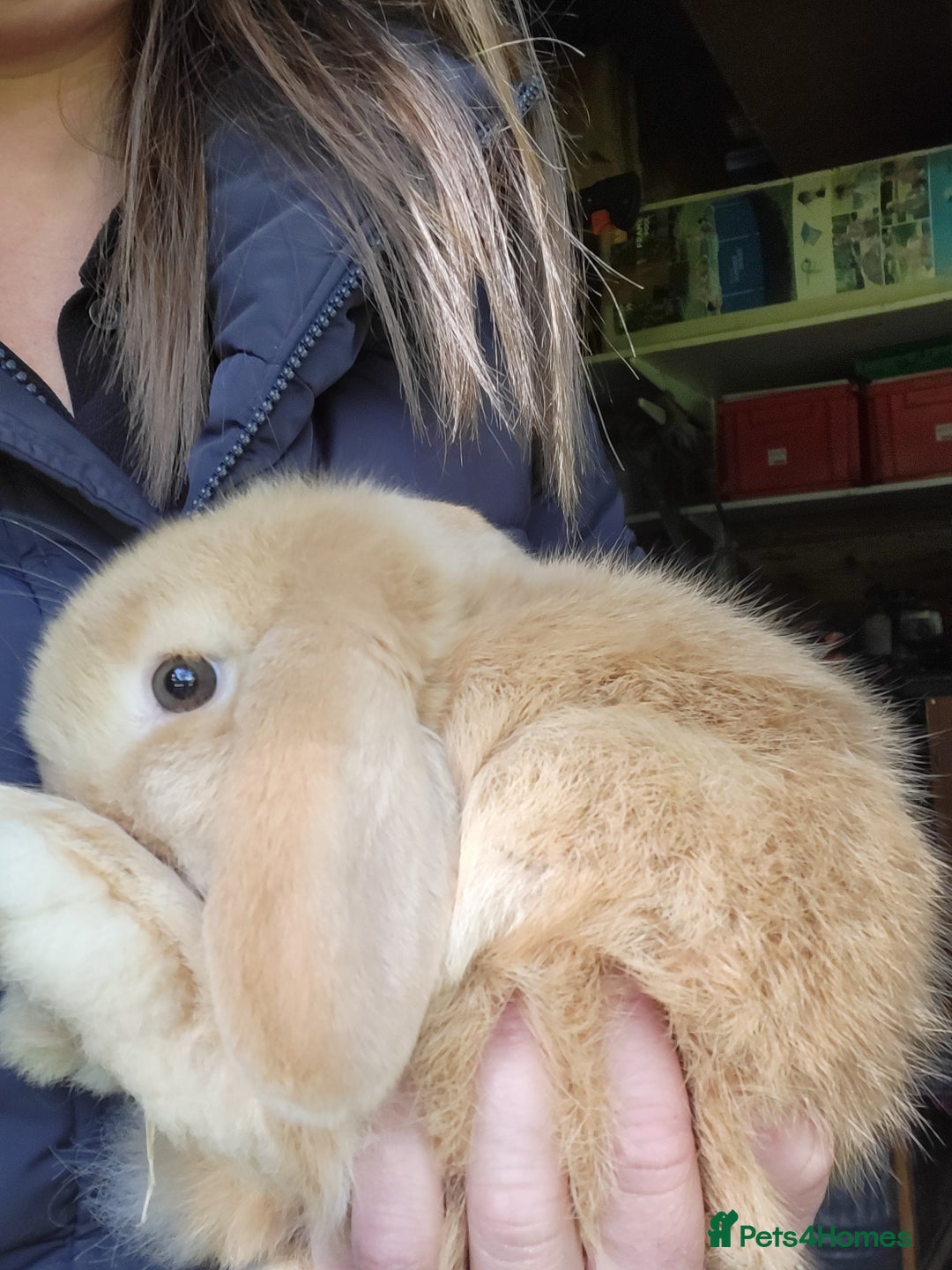 Mini Lop rabbits for sale: Mini Lop blonde male bunny  - Image 3