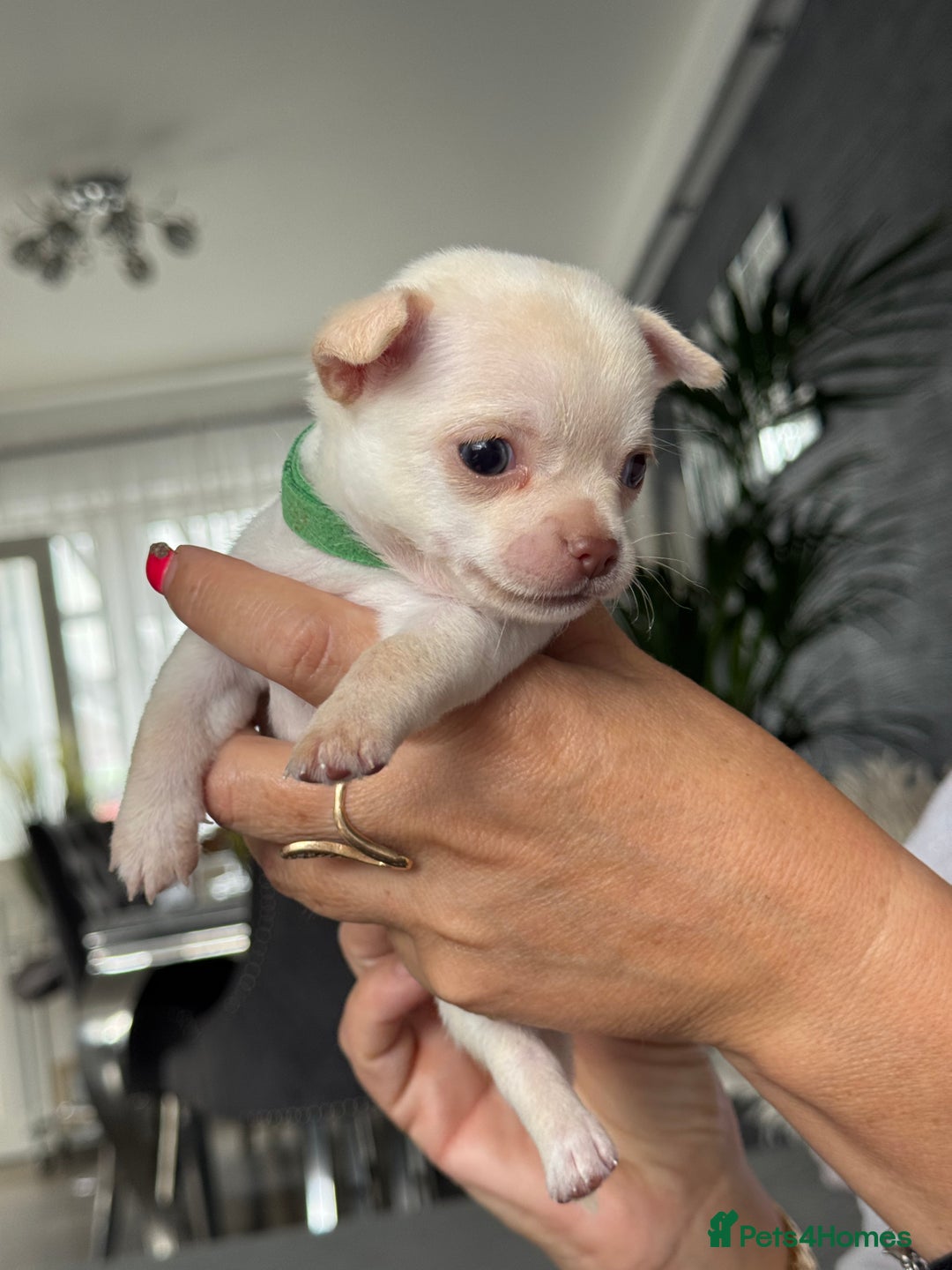 Chihuahua dogs for sale: 🐶 tiny chihuahua pups - Image 9