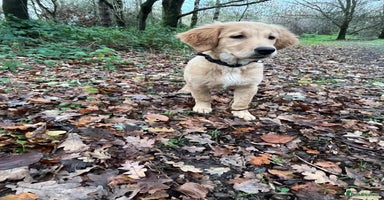 Golden Retriever dogs Beautiful golden retriever puppy Girl - Advert 7