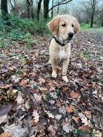 Golden Retriever dogs Beautiful golden retriever puppy Girl - Advert 2