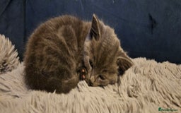 Ragdoll cats for sale: Ragdoll x kittens  - Image 12