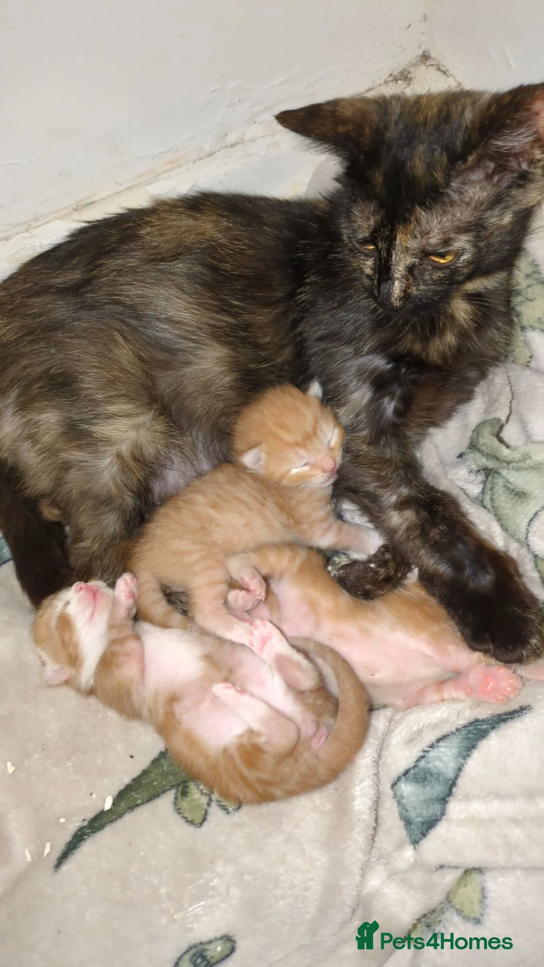 Mixed Breed cats for sale: Ginger kittens in Manchester - Advert 5
