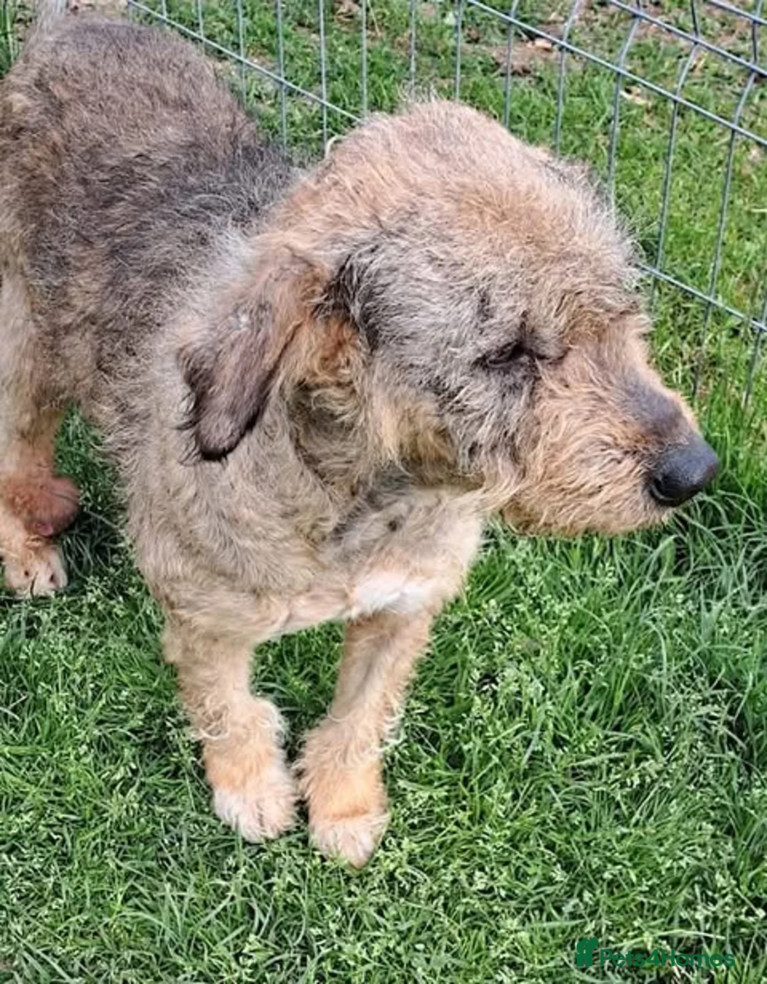 Mixed Breed dogs for adoption: Could You Be Iris’s Happy Ending? - Advert 3