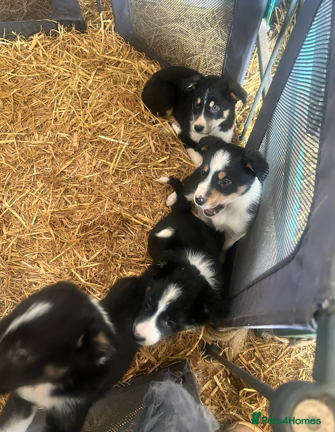 Border Collie dogs for sale: Border Collie Pups in Magherafelt - Advert 6