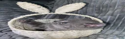 British Shorthair cats for sale: Four adorable British shorthair kittens  in London - Advert 3