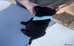 Labrador Retriever dogs for sale: gorgeous homes Labrador puppies - Image 3