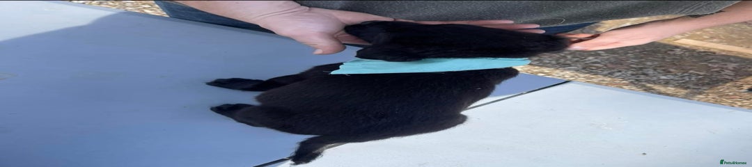 Labrador Retriever Puppy 2