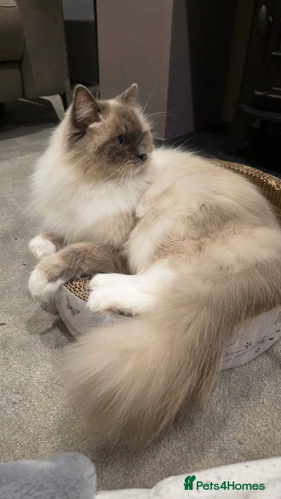 Ragdoll cats for sale: 💎 2 Exceptional Pedigree Ragdolls-young adults💎 - Image 7
