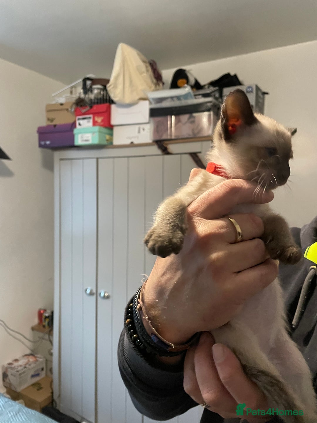 Siamese cats for sale: For sale  - Advert 6