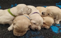 Golden Retriever dogs for sale: Outstanding KC registered Golden Retriever Puppies - Image 9