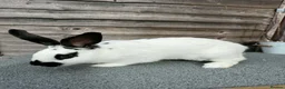 English Spot rabbits for sale: English Spot Rabbits for sale ! - Advert 3