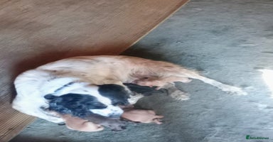 Cocker Spaniel dogs - Advert 4