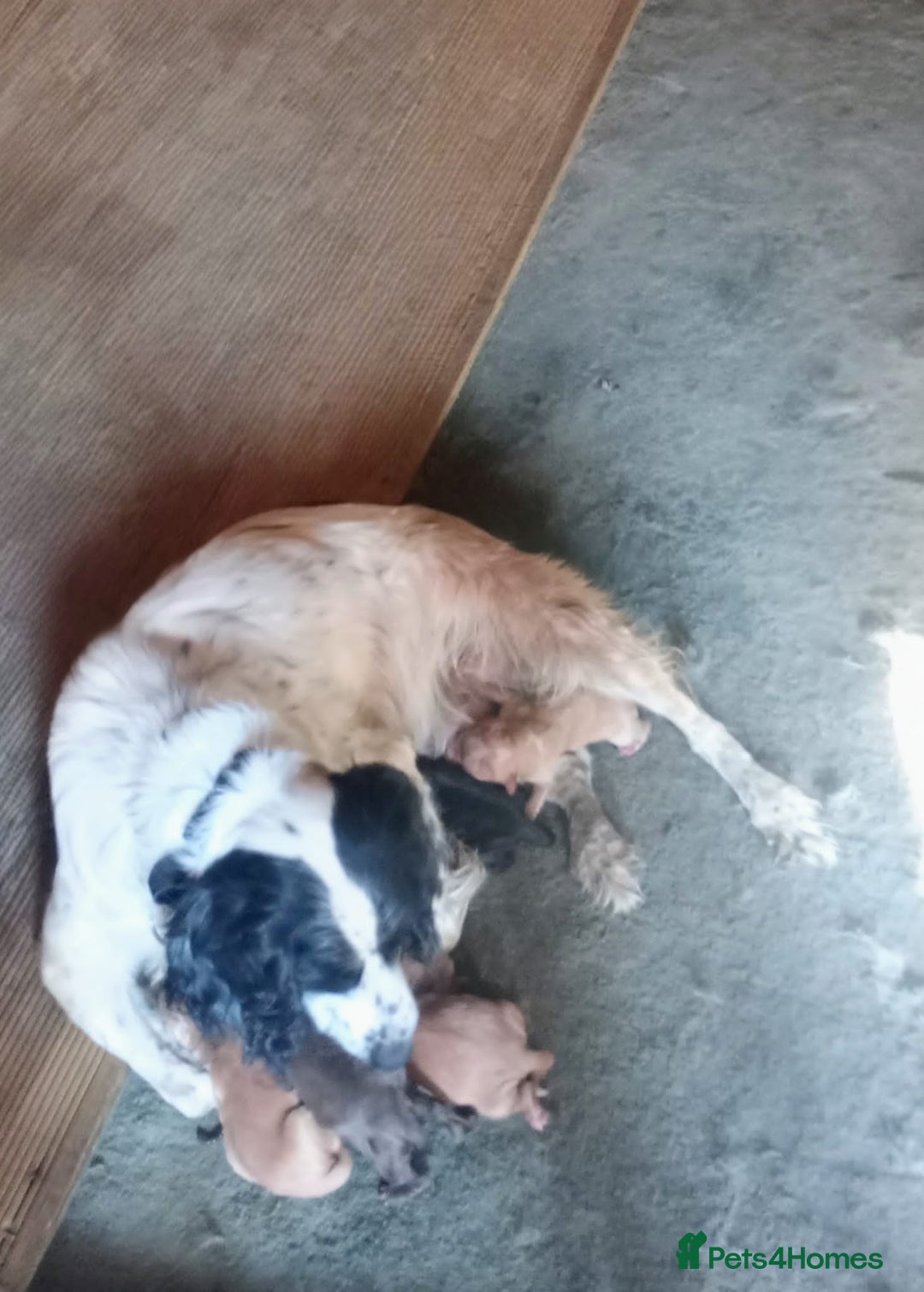 Cocker Spaniel dogs for sale: Health tested cocker spaniels  - Image 2